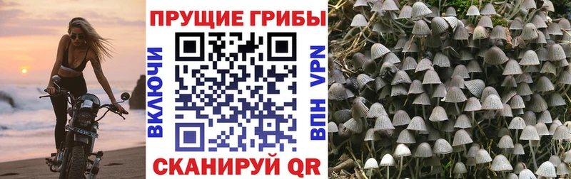 наркота  darknet официальный сайт  Псилоцибиновые грибы мухоморы  Краснокаменск  OMG ТОР 